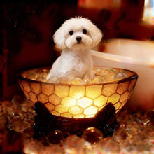 Load image into Gallery viewer, Graddi Paws &amp; Honey
