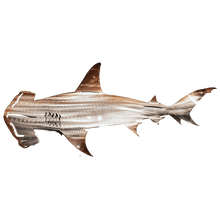 Load image into Gallery viewer, SheremArt Metal Shark Art
